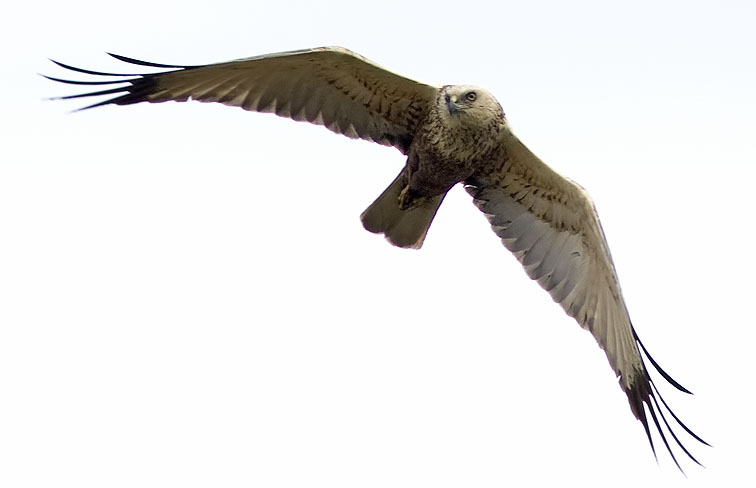 Circus aeruginosus - Western Marsh Harrier